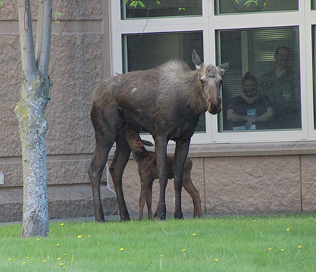 A cow moose with porcupine quills in its leg nurses a calf in front of the Elmendorf Hospital in Anchorage Some quills can be seen on its lower front right leg Photo by Dave Battle
