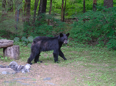 A yearling black bear in Juneau Photo by Jennell Jeniges