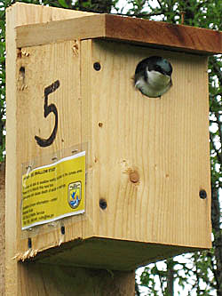 A swallow nest box This size is good for a variety of the smaller cavity nesting birds