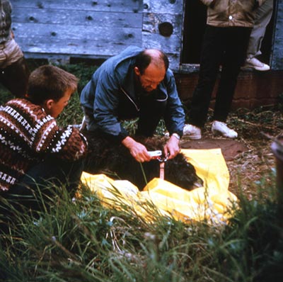 John Teal listed with this archival photo as quotAlaska Department of Fish and Game founder and managerquot is shown here at Nash Harbor Nunivak Island in August 1964 placing a collar on a muskox calf