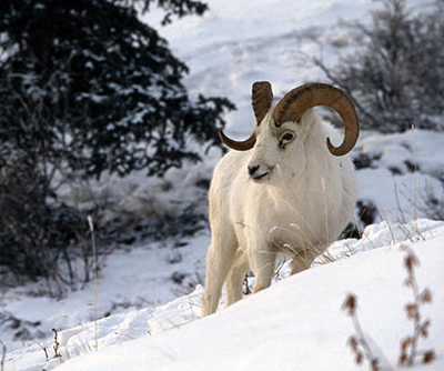 Dall39s sheep are among the animals that Fish and Game monitors as part of the Wildlife Health and Disease Surveillance program