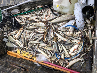 Pike carcasses removed from Anderson Lake postrotenone treatment The pike population was comprised almost entirely of small stunted fish