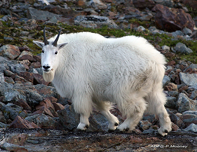 A billy goat on Baranof Island GMU 4 photo by Phil Mooney