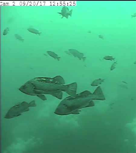 Black rockfish as seen by an underwater video camera