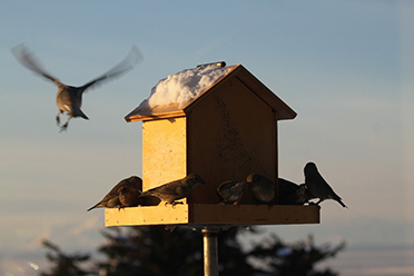 Alaskans love feeding birds in winter but because these feeders attract bears in summer when there is plenty of wild natural food available for birds the feeders come down  br