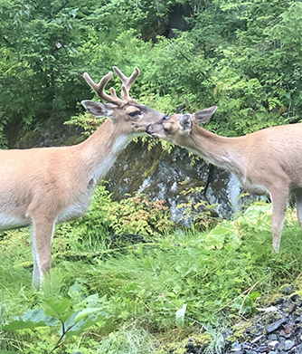 A doe greets a buck in late July The reddish summer coat  is shed in the fall for a warmer woollier coat with greycolored hair This buck is in velvet and the antlers are still growing