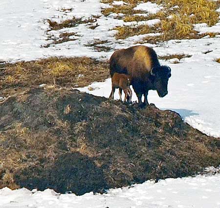 A cow bison in the spring of 2017 with a calf of the year standing on a beaver lodge