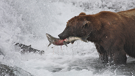 Brown bear with salmon at the Falls of McNeil River Photo by Drew HamiltonADFampG