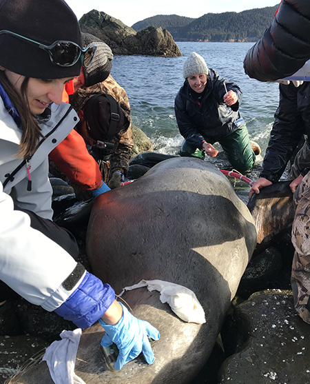 Sometimes we work with what we have Rehberg said  This sea lion moved to the surf edge after darting and the tide was moving in so we all pitched in to do what39s possible safely with the time we had  Michelle Shero holds a satellite tag in place while Mandy Keogh kneels in the surf to collect samples  This sea lion was injected with reversal drugs immediately after our shortened processing work to wake her  This was our last capture of the trip