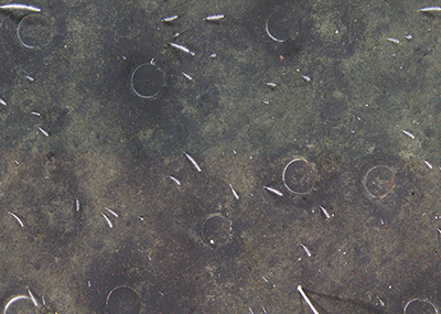 Scallops on the seafloor with sea whips CamSled Photo