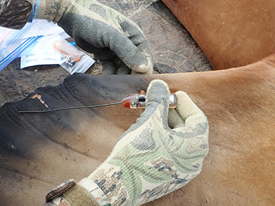 A small satellite tag is attached to a sea lion39s flipper in similar fashion to plastic numbered cattle tags  These are not as accurate nor provide as much information as the larger tags glued to the fur  However they will stay attached through the annual fur molt and are programmed to last much longer  Six of the seven flipper tags are still on the air one year later