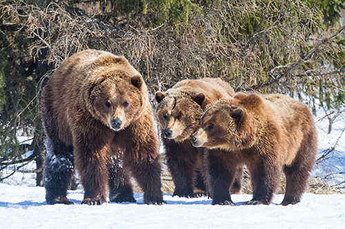 Three captive brown bears at the Alaska Wildlife Conservation Center illustrate the sexual dimorphism within the species The male on the left and female in center are siblings originating from Willow while the female at right is unrelated originating from Kotzebue Photo courtesy of the Alaska Wildlife Conservation Center Doug Lindstrand