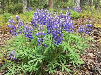 Arctic Lupine Credit R Sealy on iNaturalist