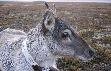 A caribou equipped with a radio collar which enables biologists to track and find the animal  and her herd
