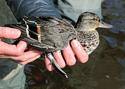 A banded Greenwing Teal in hand