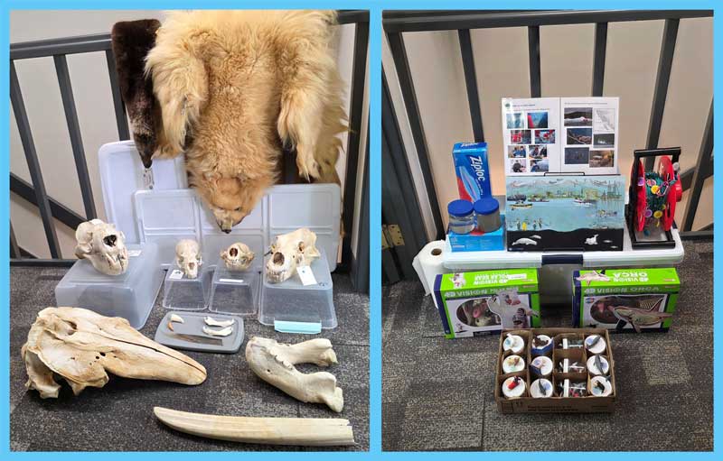 Natural History of Marine Mammals Kit
