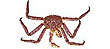 Image of a King Crab.