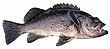 Image of a Black Rockfish.