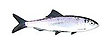 Image of a herring.