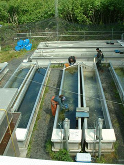Sockeye salmon raceways at Pillar Creek hatchery