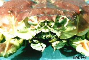 Tanner crab C bairdi