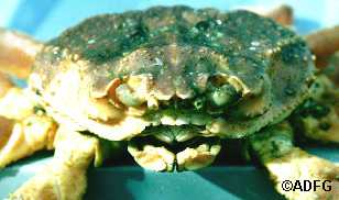 Snow crab C opilio