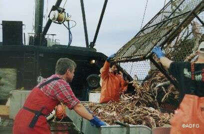 Pot full of crab