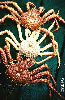 Golden king crabs tagged during the 1991 Dutch HarborAdak tagging charter