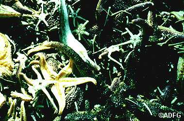Marine bycatch from the trawl