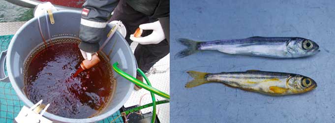 Bismark Brown Y dye for marking comparison of unmarked and marked smolt