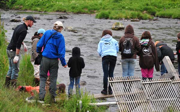 Dig Afognak campers learn at the weir