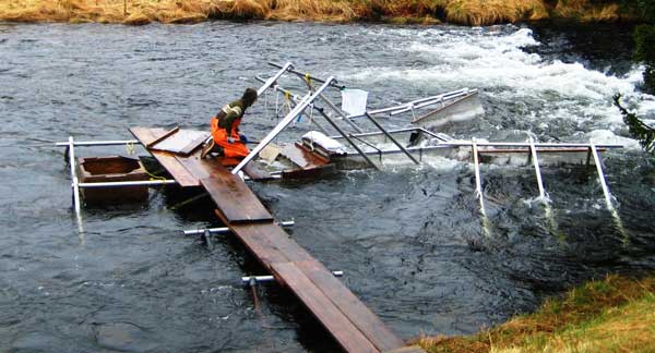 Field technician checks the smolt trap in Afognak River