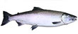 Image of a Chinook salmon.