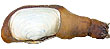 Image of a Geoduck clam.