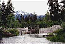 Figure 12. &mdash; Adult salmon weir.