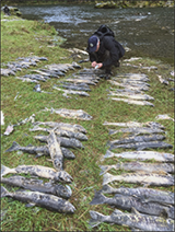 Figure 14. &mdash; Collecting scale samples for aging from spawned out fall-run chum salmon at Disappearance Creek.