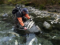 Figure 15. &mdash; Measuring lengths of spawned out fall-run chum salmon at Disappearance Creek.