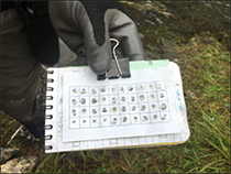 Figure 16. &mdash; Scale samples for aging fall-run chum salmon at Disappearance Creek.
