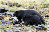 Figure 17. &mdash; Black bears harvesting fall-run chum salmon at Disappearance Creek.