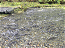Figure 18. &mdash; Fall-run chum salmon spawning.