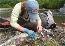 Figure 19. &mdash; Collecting otoliths from spawned out chum salmon.
