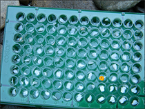 Figure 20. &mdash; Filled otolith tray with samples from spawned out chum salmon.