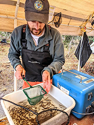 Figure 8. &mdash; Counting and sorting coho salmon fry.