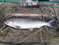 Figure 10. &mdash; Sockeye salmon in sampling trough.