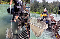 Figure 10. &mdash; ADF&G technicians dip netting sockeye salmon at the weir.