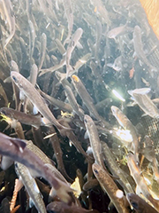 Figure 10. &mdash; Up close look at smolt that entetered the trap box.