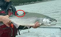 Figure 10. &mdash; An adult coho salmon being released with a spaghetti tag.