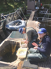 Figure 11. &mdash; Sorting and enumerating the captured smolt.