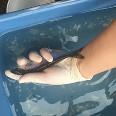 Figure 12. &mdash; Random smolt selcted to undergo additional sampling.
