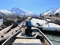 Figure 12. &mdash; ADF&G staff checking a smolt capture trapline.